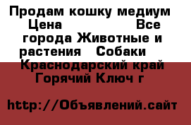 Продам кошку медиум › Цена ­ 6 000 000 - Все города Животные и растения » Собаки   . Краснодарский край,Горячий Ключ г.